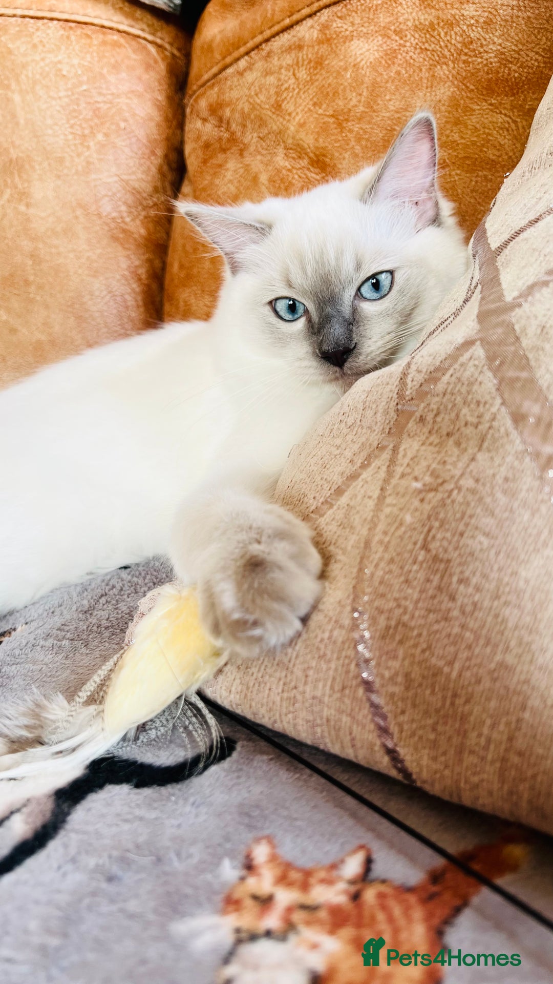 Ragdoll cats for sale: ADORABLE RAGDOLL KITTEN CHAMPIONLINE - Image 8