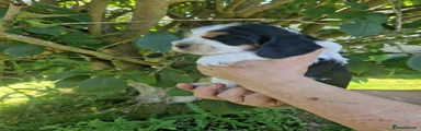 Cocker Spaniel 3