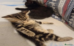 Mixed Breed cats for sale: Beautiful kittens for sale - Advert 12