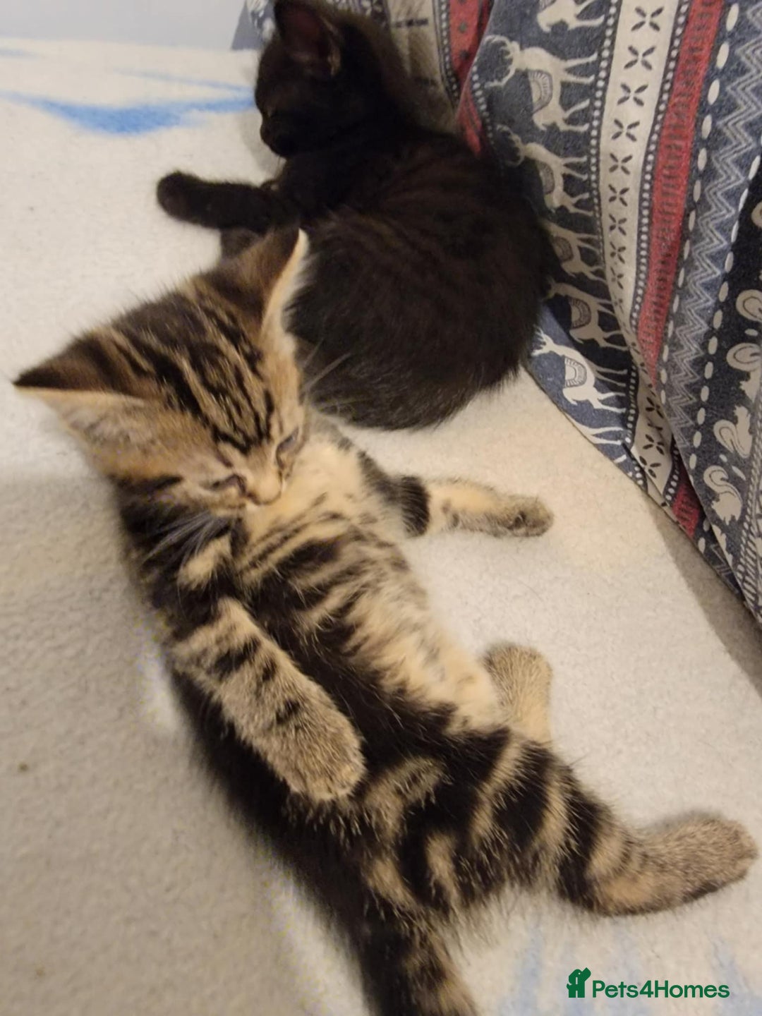 Mixed Breed cats for sale: Beautiful kittens for sale - Advert 12