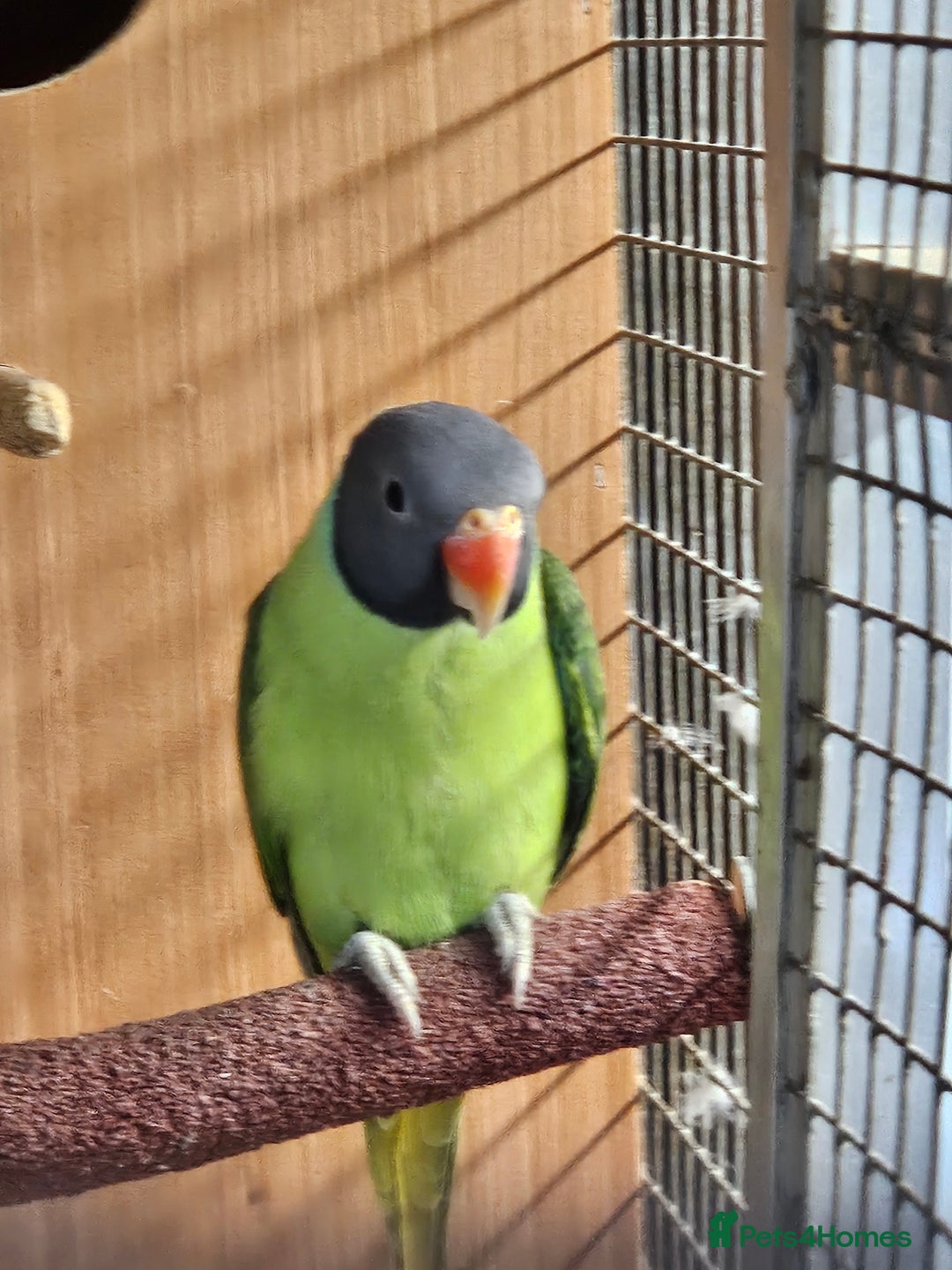 Parakeets birds for sale: 2 x parakeets unsexed - Advert 4