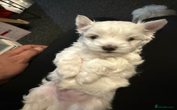 Bichon Frise dogs for sale: Bichon puppies  - Image 7