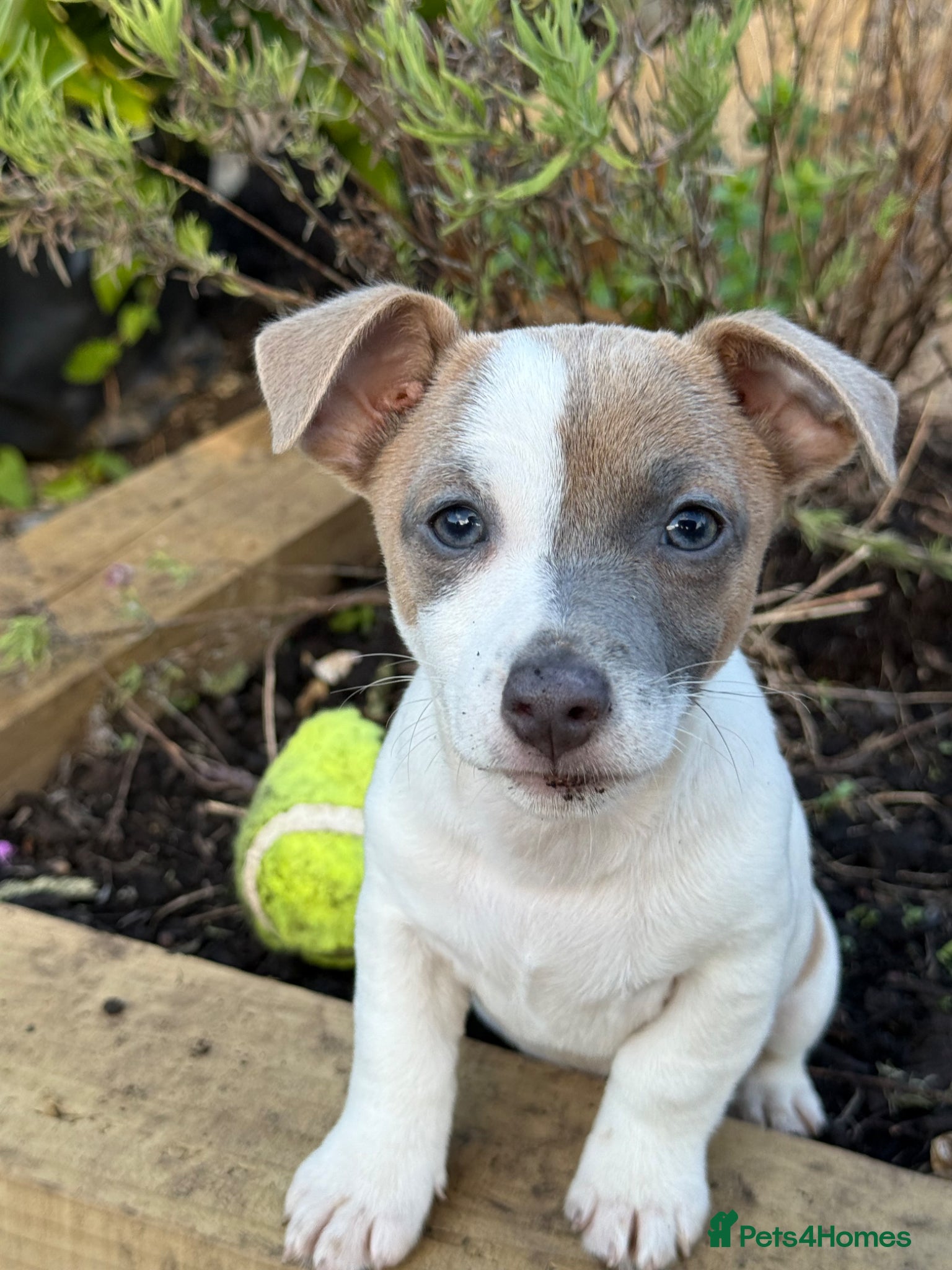 Jack Russell Puppy 2