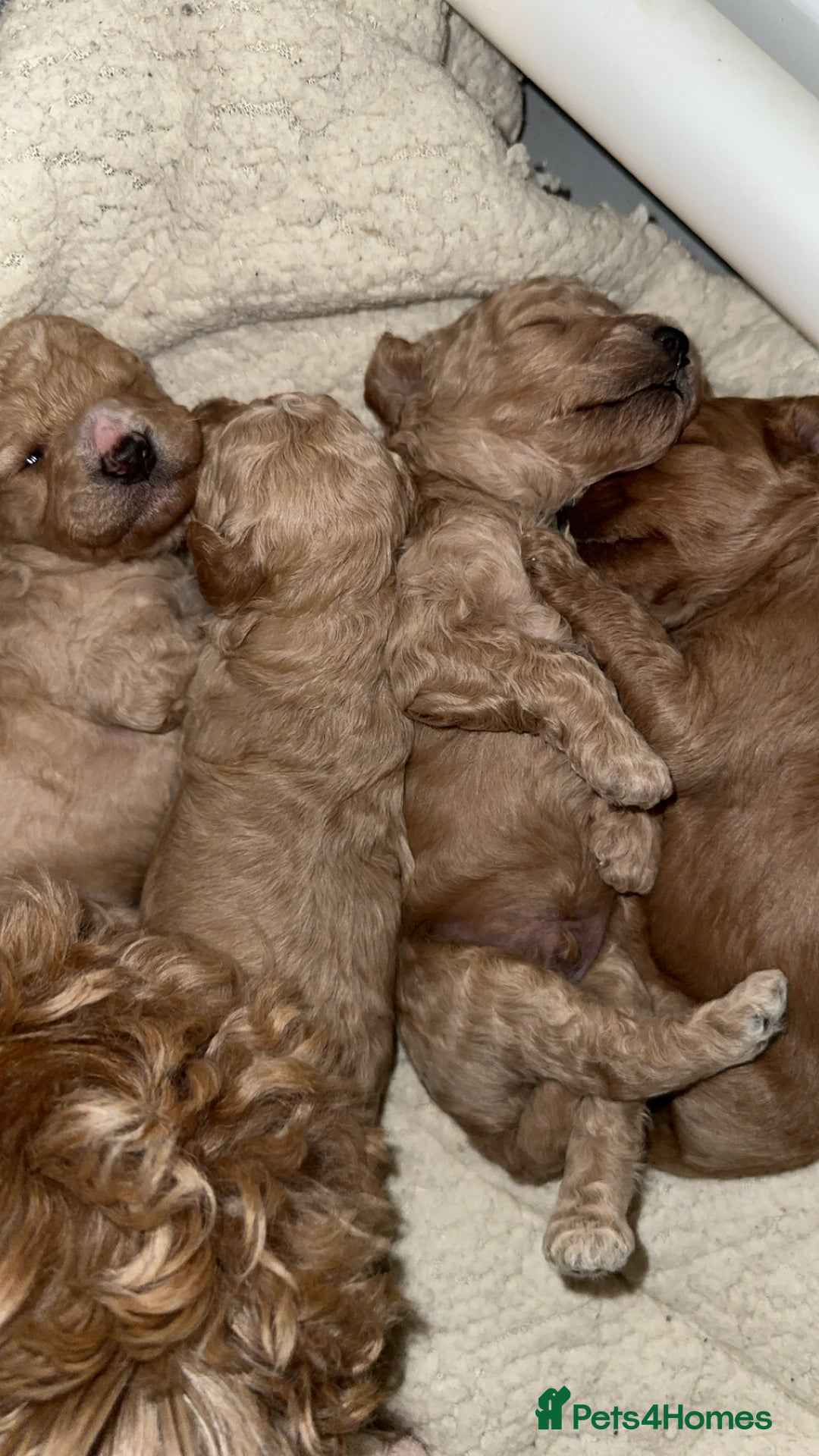 Cavapoo dogs for sale: Amazing quality litter of F1B Cavapoos  - Advert 4