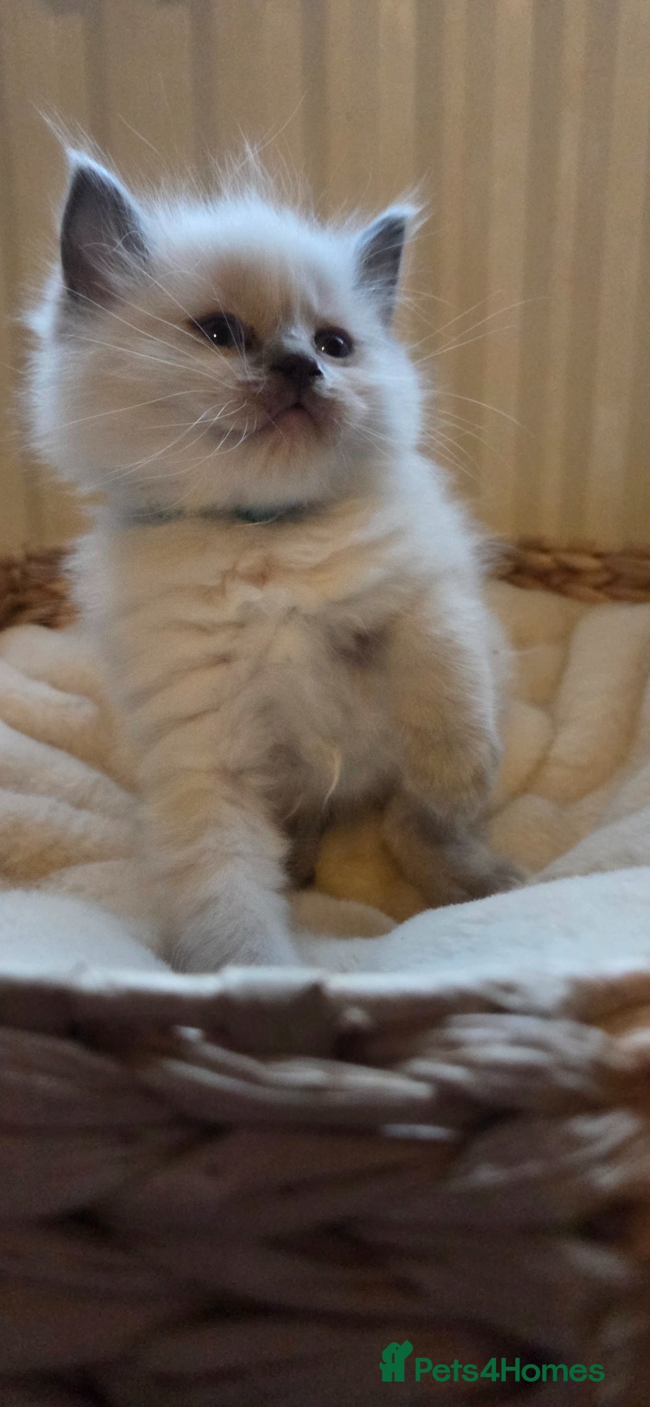 Ragdoll cats Ragdoll blue point kittens - Advert 1