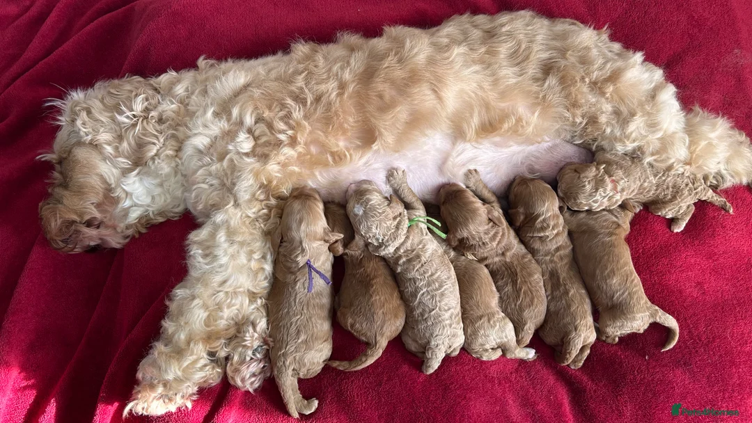 Cockapoo dogs for sale: Beautiful F1b Cockapoo Puppies - Advert 1