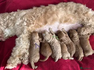 Cockapoo dogs Beautiful F1b Cockapoo Puppies - Advert 1