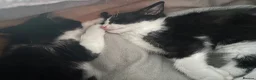 Mixed Breed cats for sale: Black and white kittens  - Advert 2