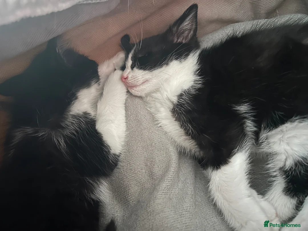 Mixed Breed cats for sale: Black and white kittens  - Advert 2