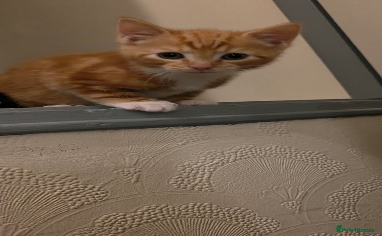 Domestic Shorthair cats - Advert 16