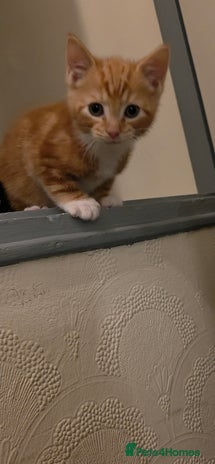 Domestic Shorthair cats - Advert 1