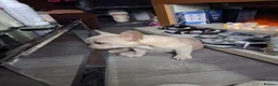 French Bulldog dogs for sale: KC Registered Platinum Cream Female - Advert 2
