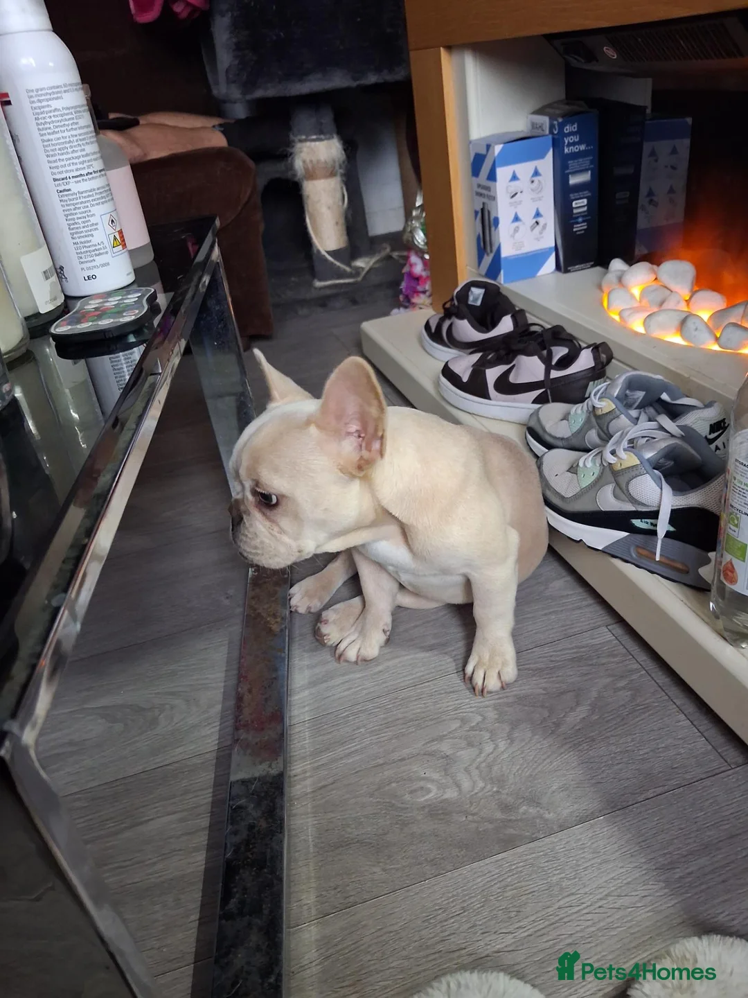 French Bulldog dogs for sale: KC Registered Platinum Cream Female - Advert 2