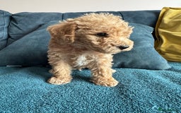 Cockapoo dogs for sale: Wonderful snuggle buddy  - Image 8