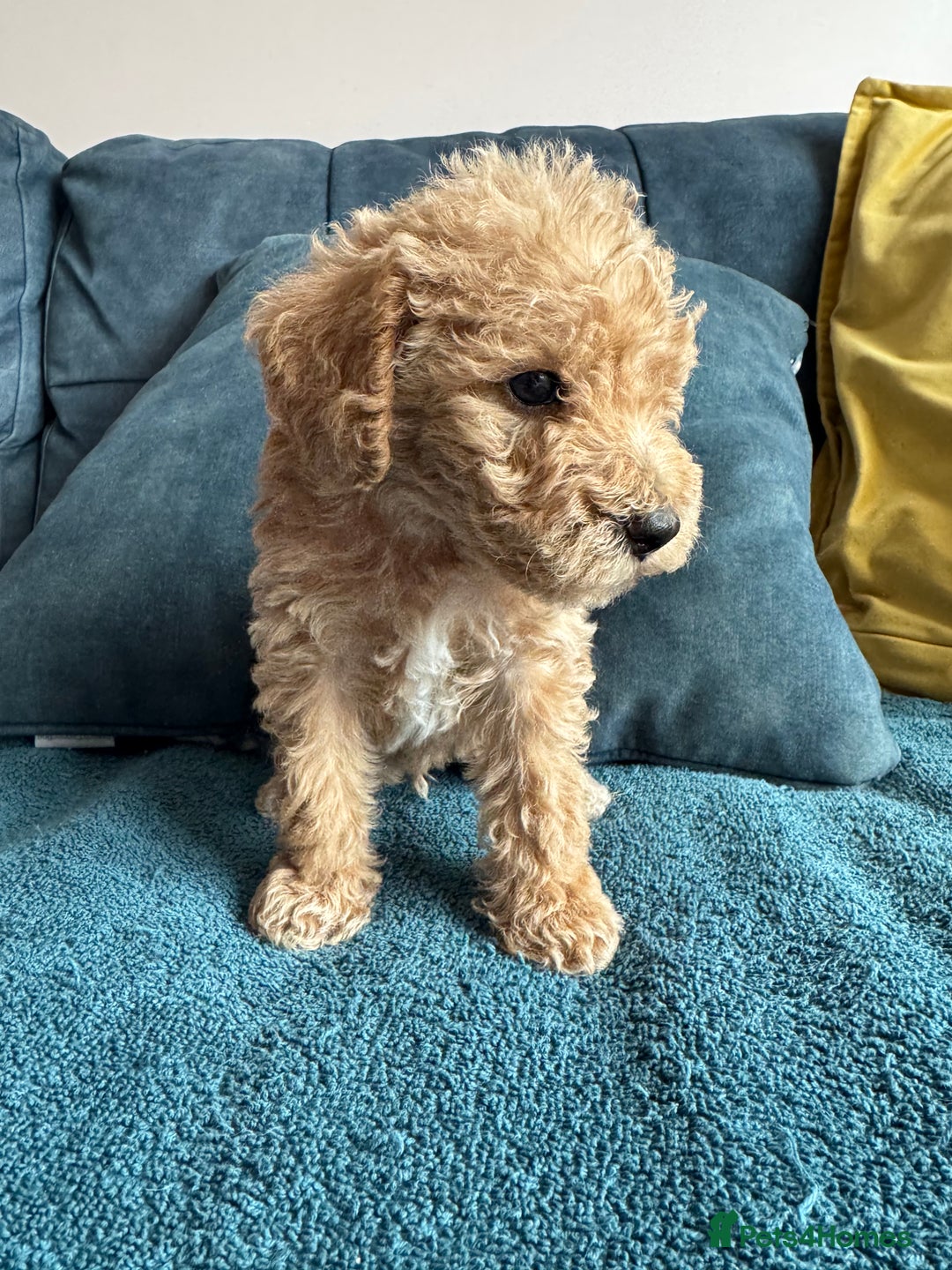 Cockapoo dogs for sale: Wonderful snuggle buddy  - Image 8