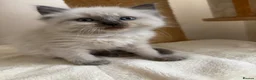 Ragdoll cats for sale: ✨ Beautiful Blue Point Ragdoll Kittens ready now in Gloucester - Advert 9