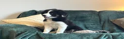 Mixed Breed dogs for sale: 🐾 COLLIE x LURCHER PUPPIES – 3 HANDSOME BOYS 🐾 - Advert 7