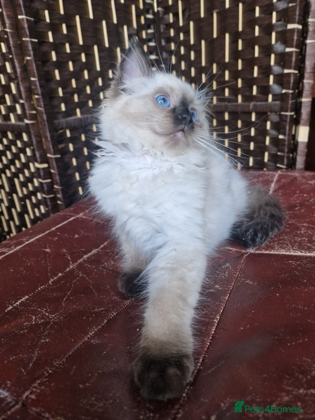 Ragdoll cats for sale: 1 Ragdoll girl left looking for a loving home  - Image 4