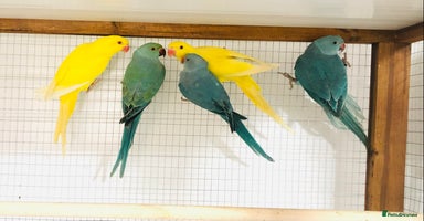 Ringnecks birds - Advert 2