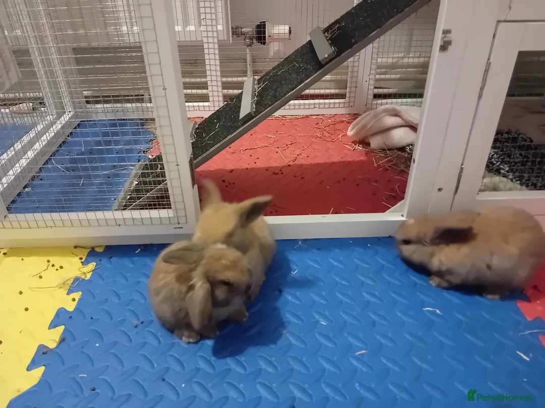 Mini Lop rabbits for sale: Mini Lops - Advert 4
