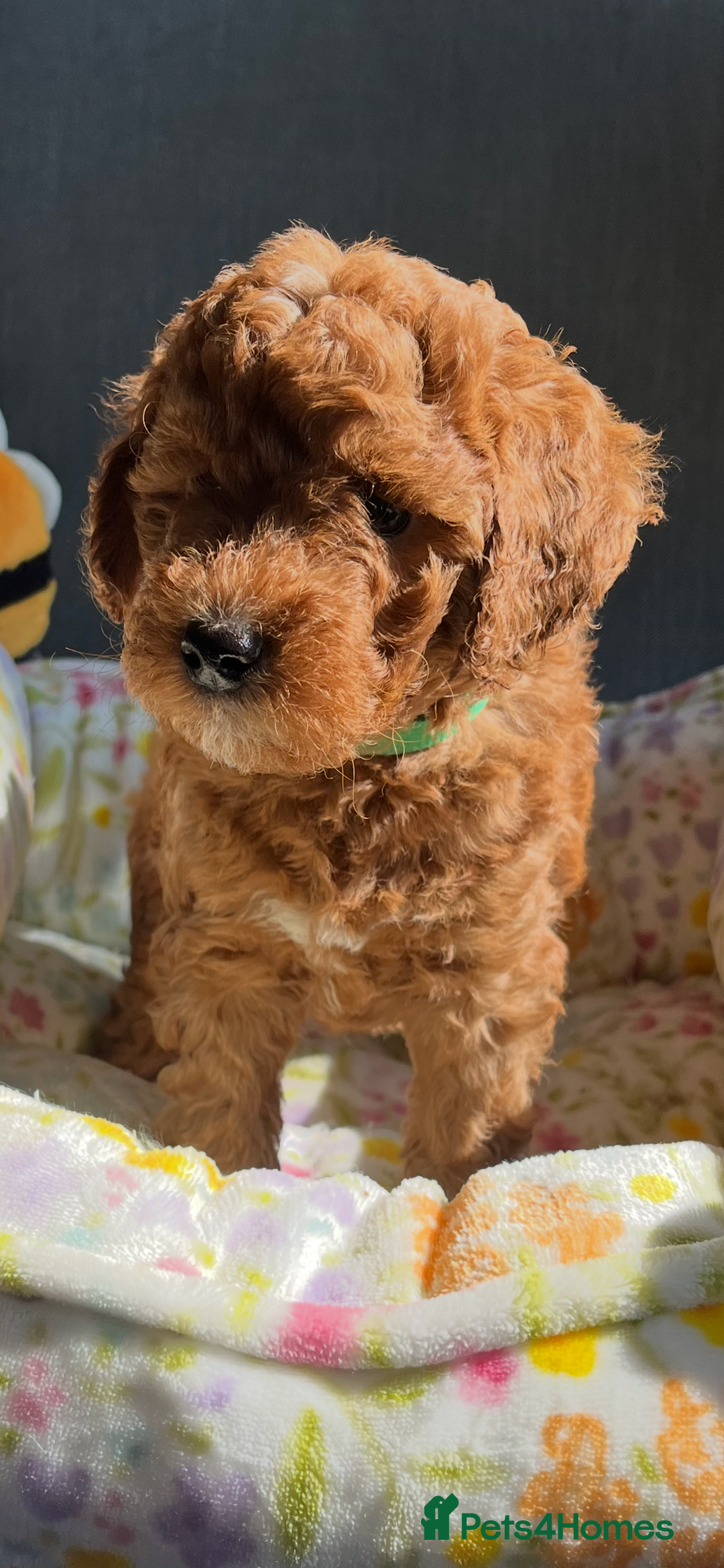 Labradoodle dogs for sale: Mini Red Labradoodle 🧬 clear  - Image 23