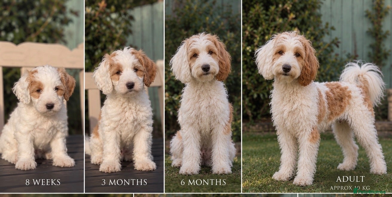 Australian Labradoodle dogs for sale: Exceptional Australian Labradoodles One Available - Advert 2