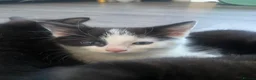 Mixed Breed cats for sale: black and white kittens  - Advert 6