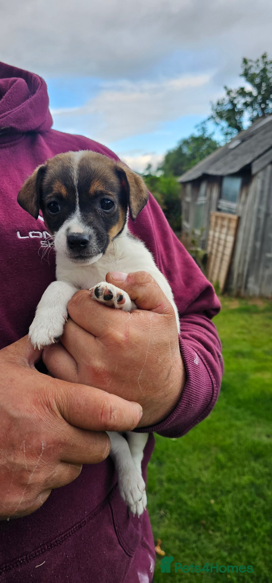 Mixed Breed dogs for sale: Gorgeous Jack Russell x Dachshund Puppies in Welshpool - Image 19