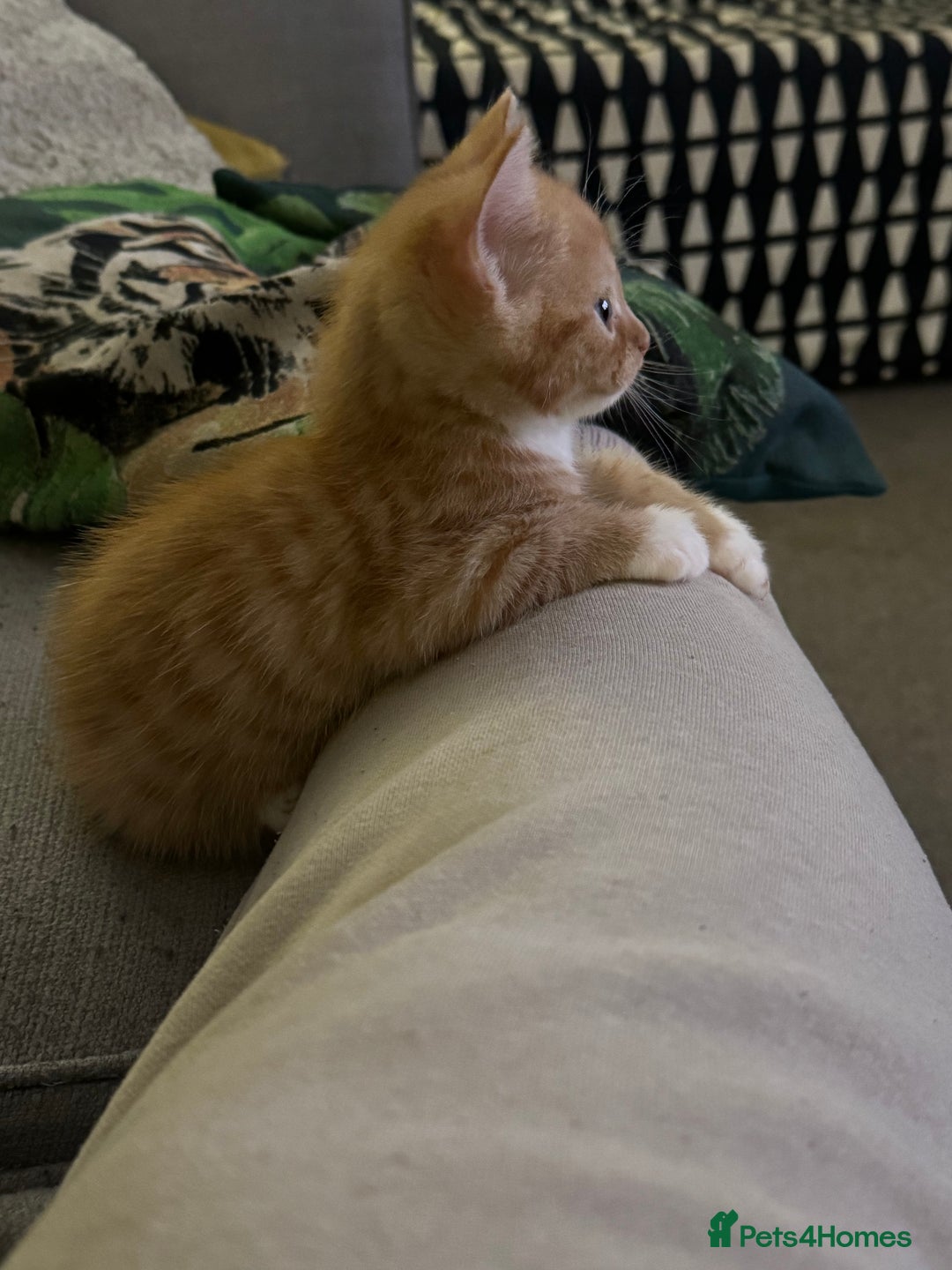 Mixed Breed cats for sale: Male ginger and white male  - Image 4