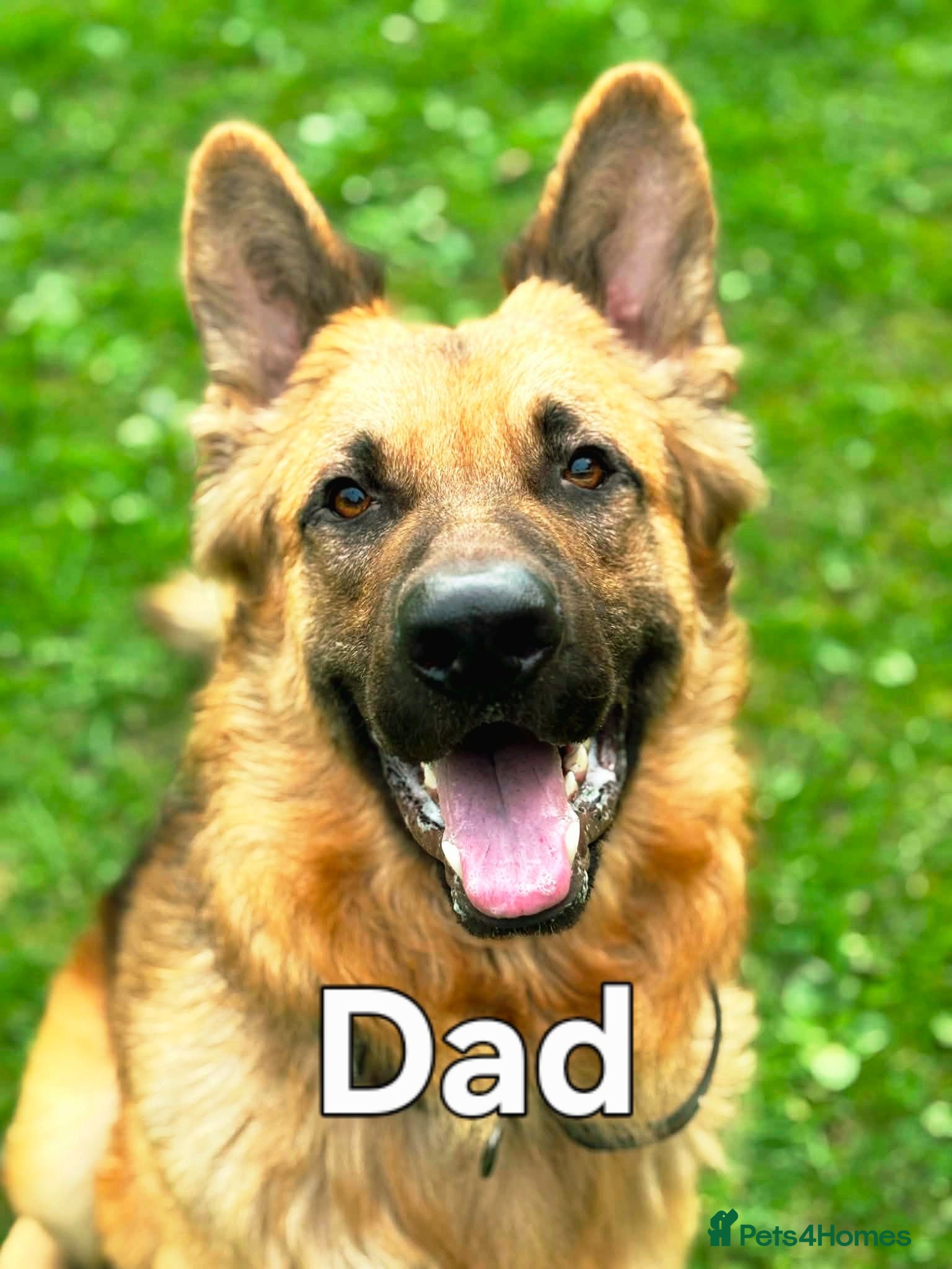 German Shepherd dogs Beautiful German Shepherd Puppies - Advert 2