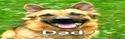 German Shepherd dogs for sale: Beautiful German Shepherd Puppies - Advert 3