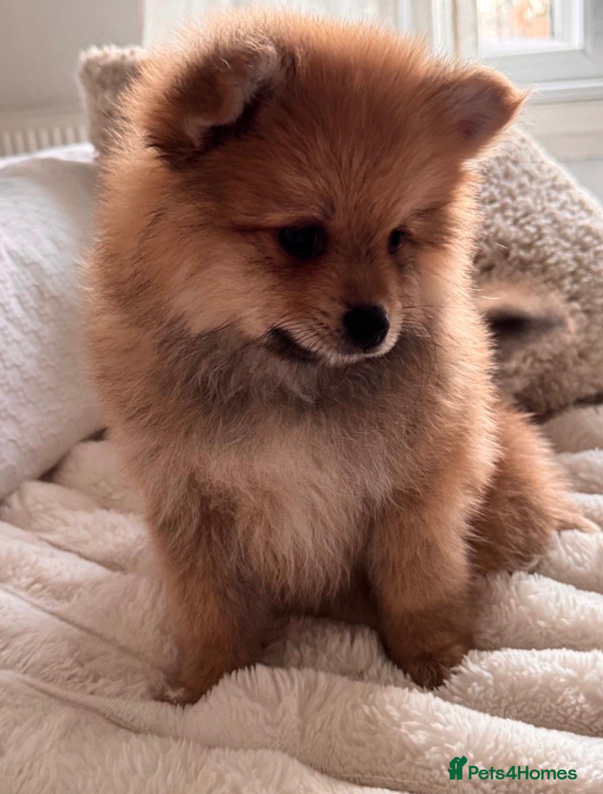 German Spitz dogs Two beautiful puppies in need of a loving home. - Advert 13