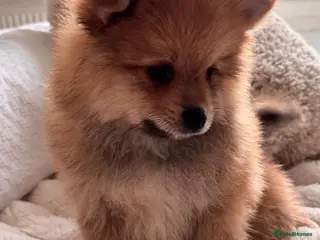German Spitz dogs Two beautiful puppies in need of a loving home. - Advert 13