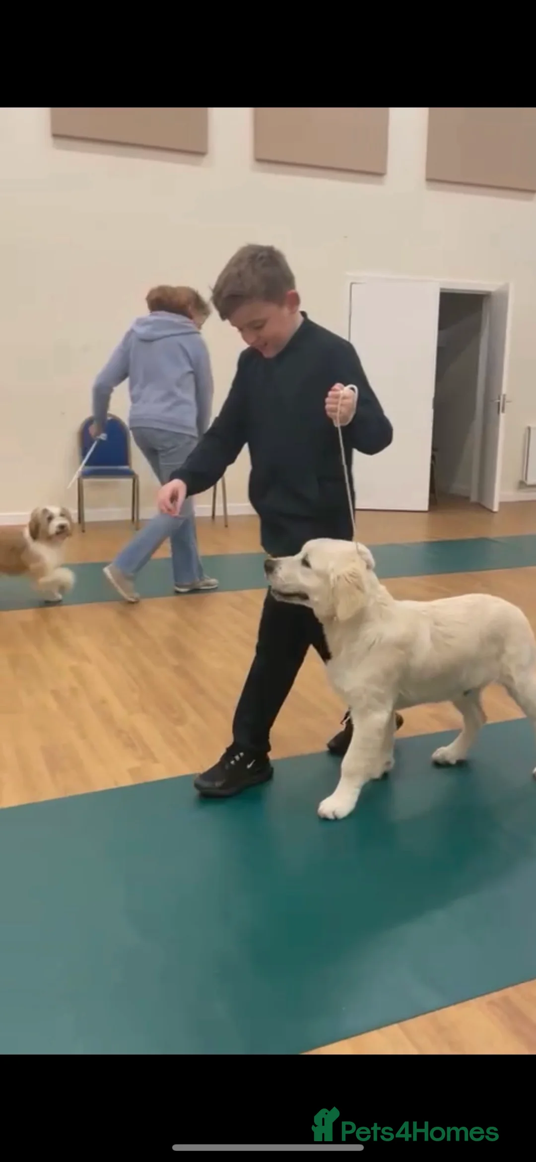 Golden Retriever dogs for stud: STUD KC FULLY HEALTH TESTED PROVEN TRAMIN IMPORT in Blackpool - Advert 8