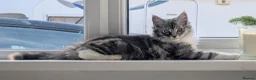 Maine Coon cats for sale: Male Maine Coon Kitten. Both parents can be seen  - Advert 22