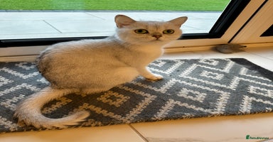 Scottish Fold cats - Advert 8