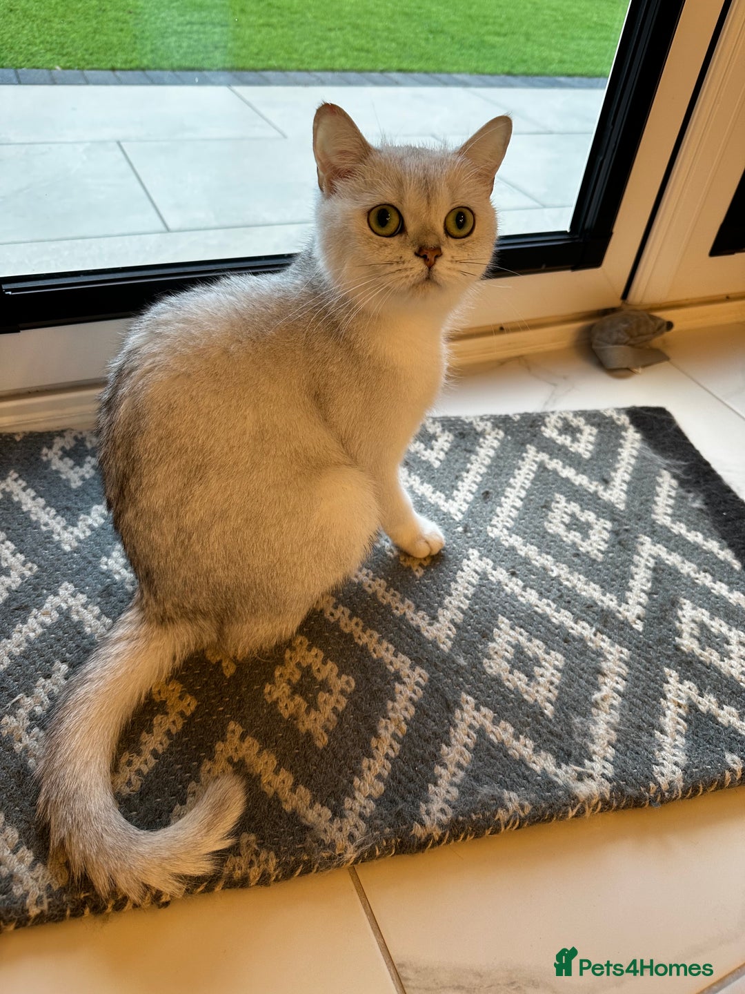 Scottish Fold cats for sale: Beautiful Scottish/British girl - regretful sale - Image 2