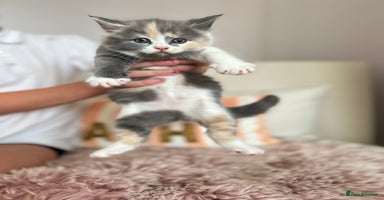 British Shorthair cats - Advert 12