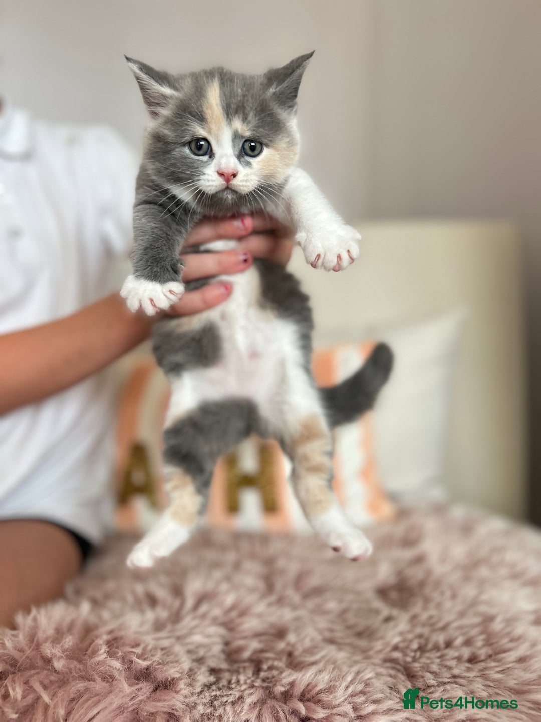 British Shorthair cats for sale: Gorgeous BSH kittens  - Image 10