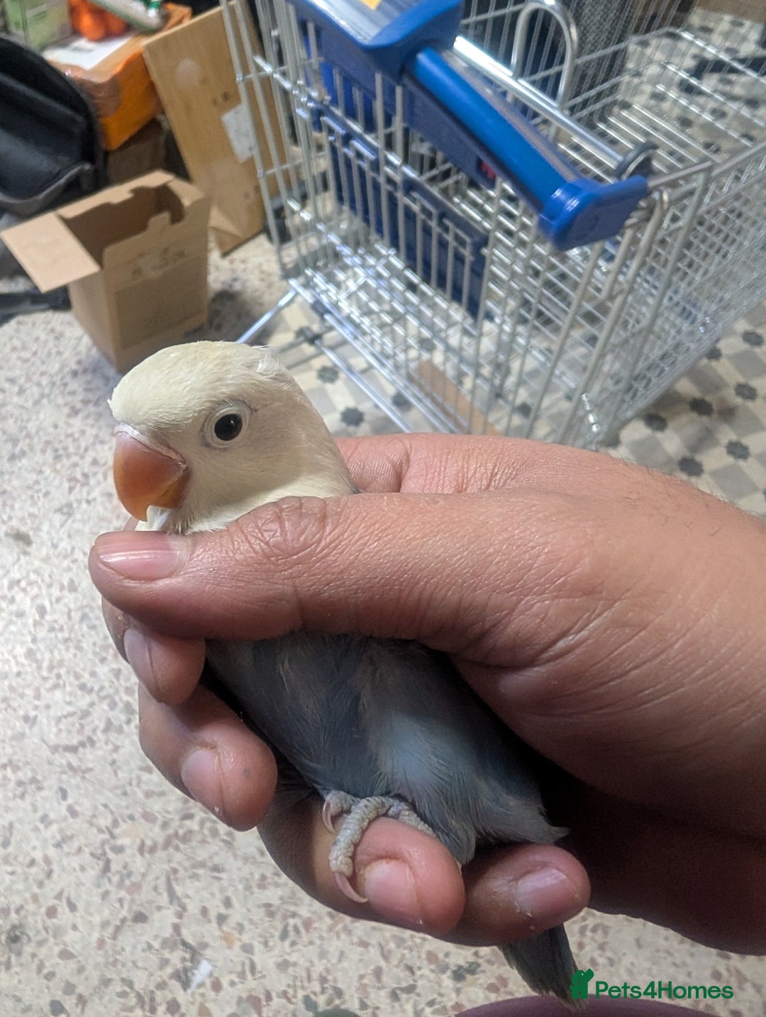 Lovebirds birds for sale: Hand Reared New Born Love Birds - Advert 28