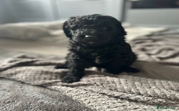 Mixed Breed dogs for sale: HEALTH TESTED STANDARD SIZE BERNEDOODLE  - Image 2