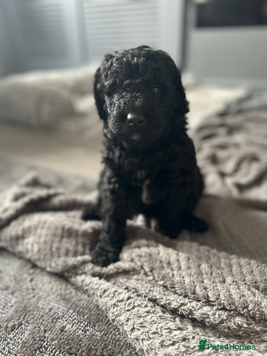 Mixed Breed dogs for sale: HEALTH TESTED STANDARD SIZE BERNEDOODLE  - Image 2