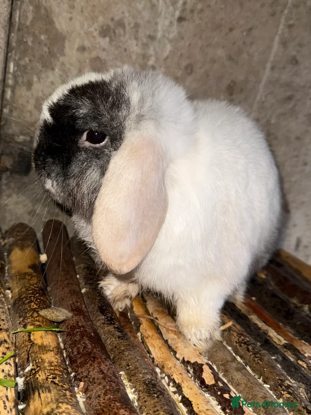 Mini Lop rabbits for sale: Top quality mini lops - Advert 2