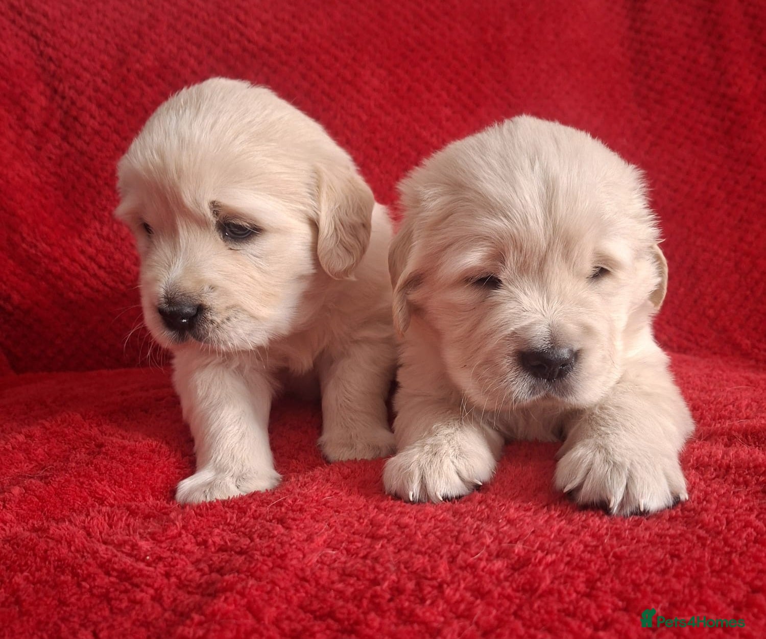 Golden Retriever dogs 2 Golden Retriever boys! 🖤💜 - Advert 10