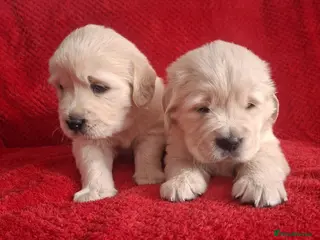 Golden Retriever dogs 2 Golden Retriever boys! 🖤💜 - Advert 6