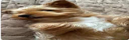 Yorkshire Terrier dogs for stud: Gorgeous Health test Ocean Pearl Yorkshire Terrier - Advert 4
