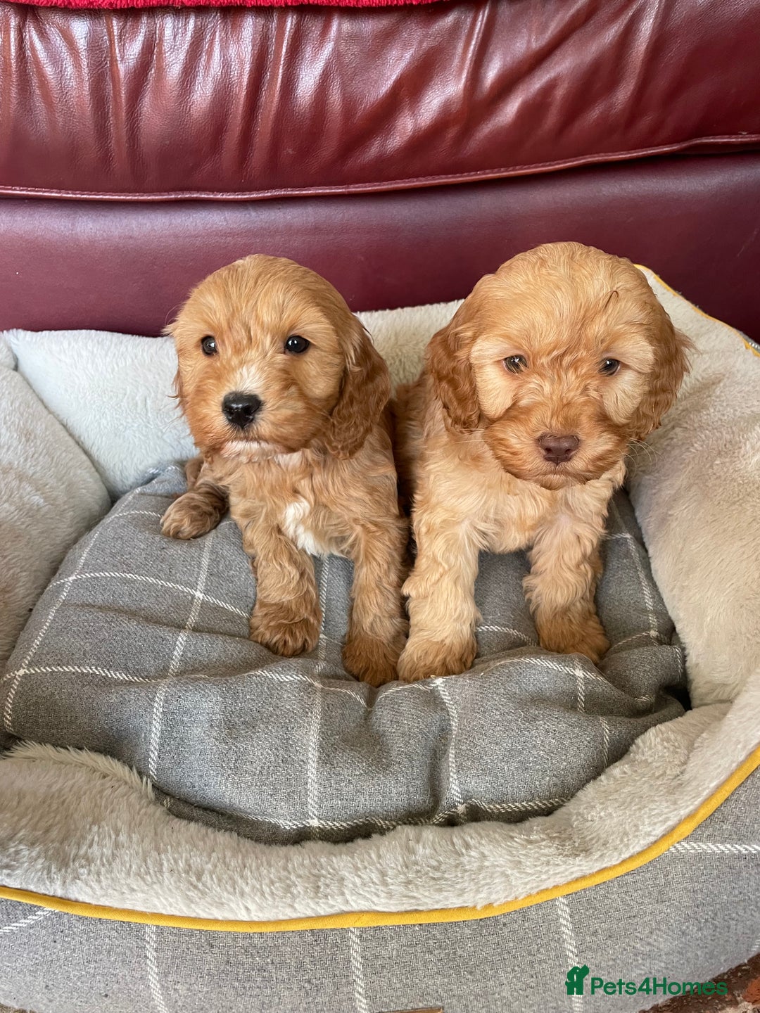 Cockapoo dogs for sale: Cockapoos - Advert 4