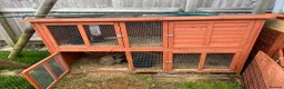 Mini Lop rabbits for sale: Three beautiful friendly rabbits in Port Talbot - Advert 2