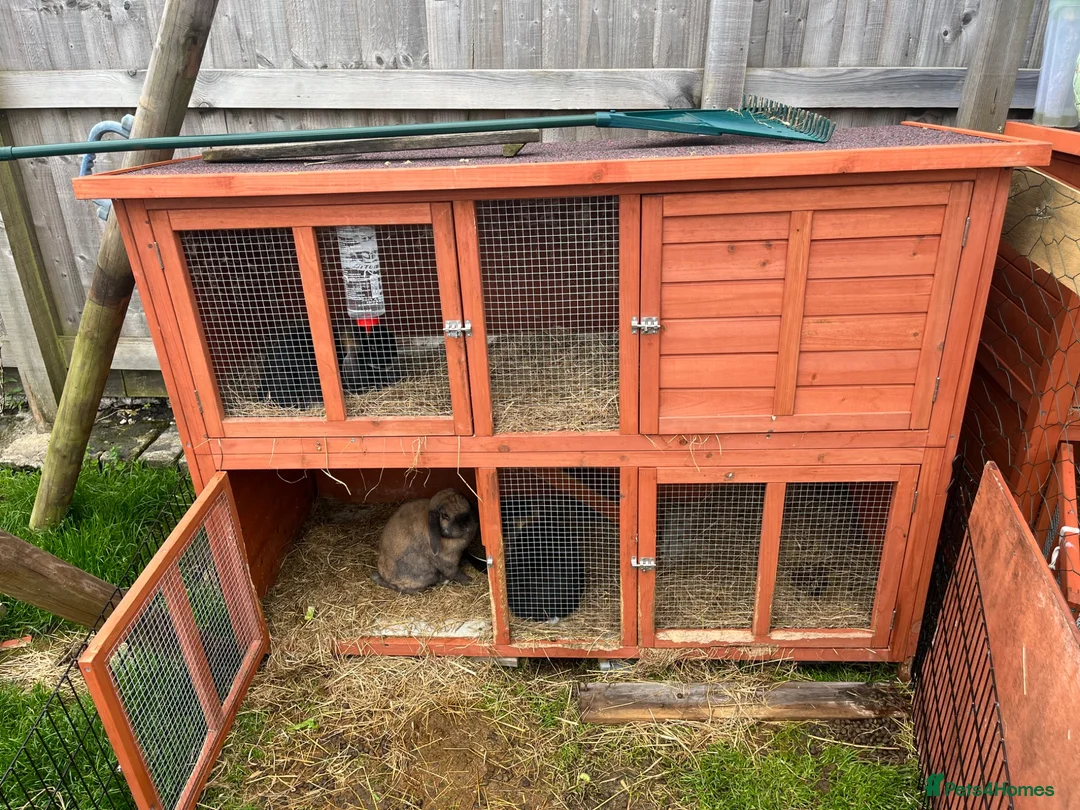 Mini Lop rabbits for sale: Three beautiful friendly rabbits in Port Talbot - Advert 2