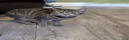 Mixed Breed cats for sale: FREE to good home in Mexborough - Advert 5